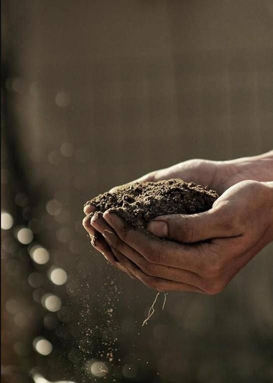 Organic Vermicompost 500gm - Pick Baye